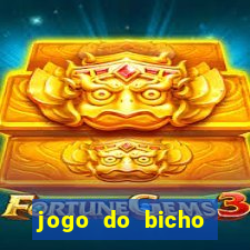 jogo do bicho crash bingo